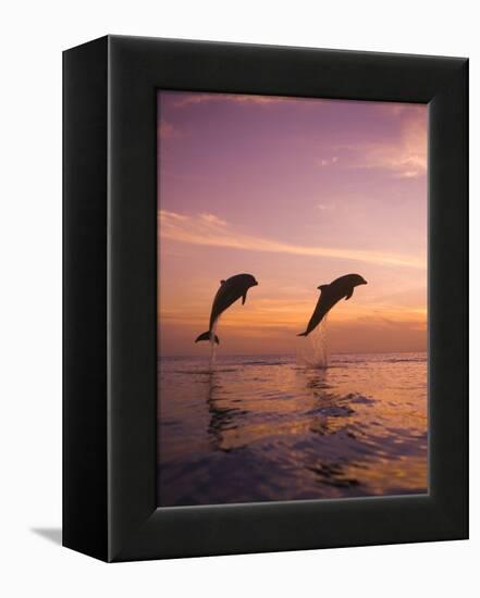 Jumping Bottlenose Dolphins-Stuart Westmorland-Framed Premier Image Canvas