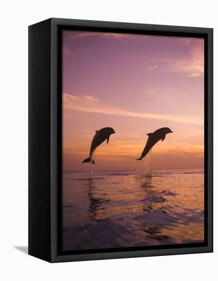 Jumping Bottlenose Dolphins-Stuart Westmorland-Framed Premier Image Canvas