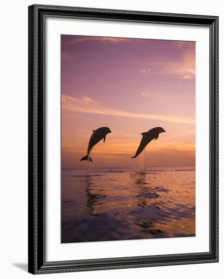 Jumping Bottlenose Dolphins-Stuart Westmorland-Framed Photographic Print