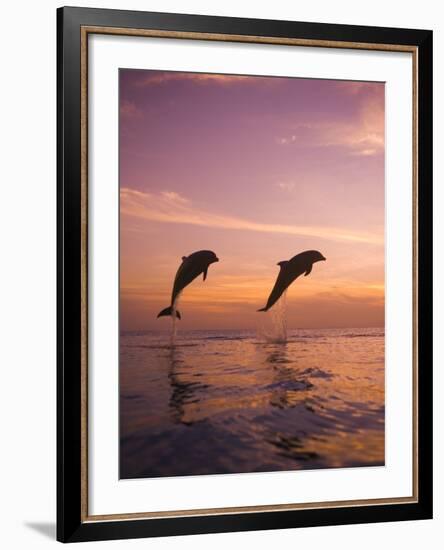 Jumping Bottlenose Dolphins-Stuart Westmorland-Framed Photographic Print