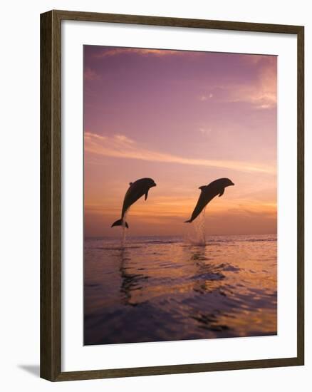 Jumping Bottlenose Dolphins-Stuart Westmorland-Framed Photographic Print