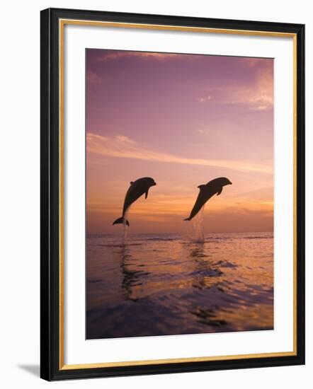 Jumping Bottlenose Dolphins-Stuart Westmorland-Framed Photographic Print