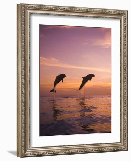 Jumping Bottlenose Dolphins-Stuart Westmorland-Framed Photographic Print