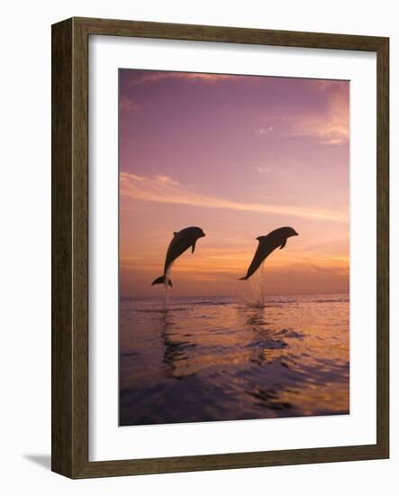 Jumping Bottlenose Dolphins-Stuart Westmorland-Framed Photographic Print