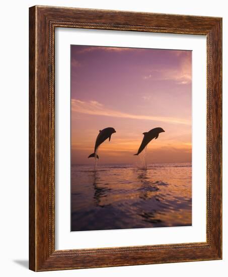 Jumping Bottlenose Dolphins-Stuart Westmorland-Framed Photographic Print