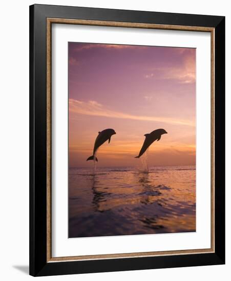 Jumping Bottlenose Dolphins-Stuart Westmorland-Framed Photographic Print