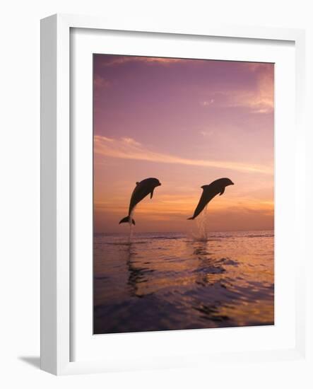 Jumping Bottlenose Dolphins-Stuart Westmorland-Framed Photographic Print