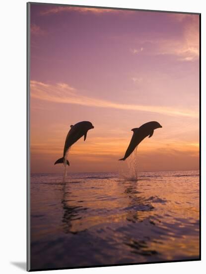 Jumping Bottlenose Dolphins-Stuart Westmorland-Mounted Photographic Print