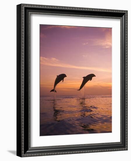 Jumping Bottlenose Dolphins-Stuart Westmorland-Framed Photographic Print