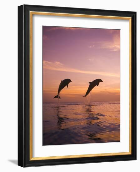 Jumping Bottlenose Dolphins-Stuart Westmorland-Framed Photographic Print