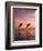 Jumping Bottlenose Dolphins-Stuart Westmorland-Framed Photographic Print