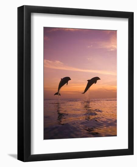 Jumping Bottlenose Dolphins-Stuart Westmorland-Framed Photographic Print