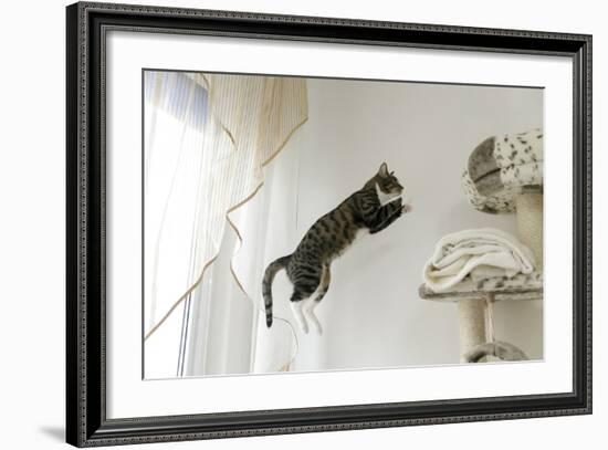 Jumping Cat.-Krzysztof Smejlis-Framed Photographic Print