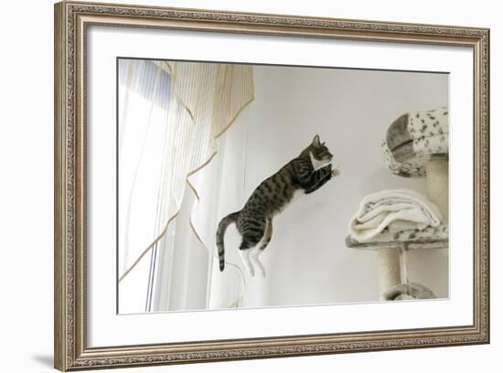 Jumping Cat.-Krzysztof Smejlis-Framed Photographic Print