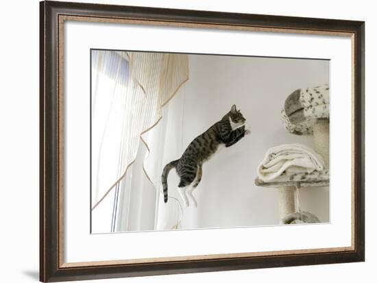 Jumping Cat.-Krzysztof Smejlis-Framed Photographic Print