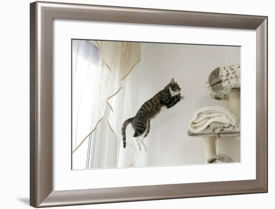 Jumping Cat.-Krzysztof Smejlis-Framed Photographic Print