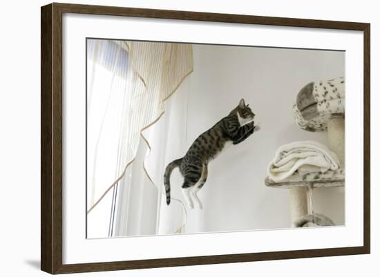 Jumping Cat.-Krzysztof Smejlis-Framed Photographic Print