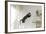 Jumping Cat.-Krzysztof Smejlis-Framed Photographic Print