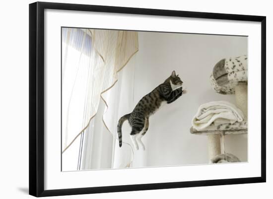 Jumping Cat.-Krzysztof Smejlis-Framed Photographic Print