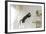 Jumping Cat.-Krzysztof Smejlis-Framed Photographic Print