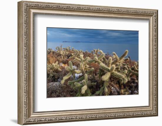 Jumping cholla cacti with Islands beyond, Mexico-Claudio Contreras-Framed Photographic Print