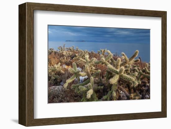 Jumping cholla cacti with Islands beyond, Mexico-Claudio Contreras-Framed Photographic Print