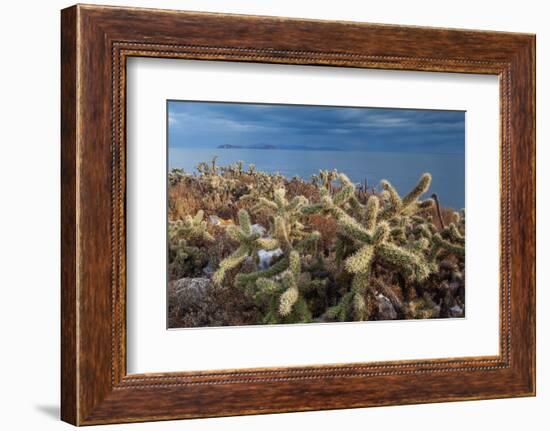 Jumping cholla cacti with Islands beyond, Mexico-Claudio Contreras-Framed Photographic Print