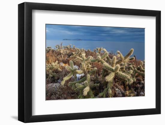 Jumping cholla cacti with Islands beyond, Mexico-Claudio Contreras-Framed Photographic Print