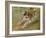 Jumping dog Schlick. 1904-Franz Marc-Framed Giclee Print