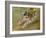 Jumping dog Schlick. 1904-Franz Marc-Framed Giclee Print