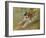 Jumping dog Schlick. 1904-Franz Marc-Framed Giclee Print