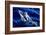 Jumping Dolphin-Charles Glover-Framed Art Print