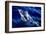 Jumping Dolphin-Charles Glover-Framed Art Print