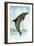 Jumping Dolphin-English School-Framed Giclee Print