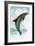 Jumping Dolphin-English School-Framed Giclee Print