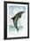 Jumping Dolphin-English School-Framed Giclee Print