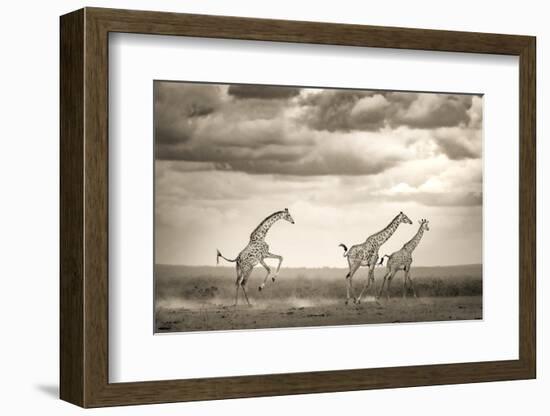 Jumping Giraffe-Ali Khataw-Framed Photographic Print