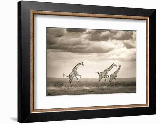 Jumping Giraffe-Ali Khataw-Framed Photographic Print