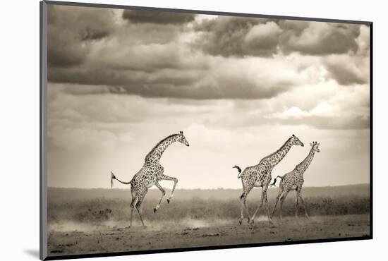 Jumping Giraffe-Ali Khataw-Mounted Photographic Print