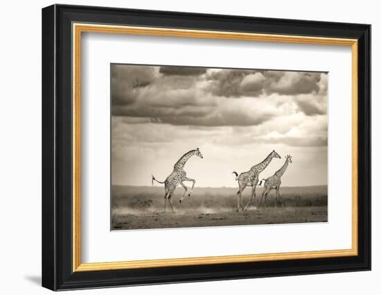 Jumping Giraffe-Ali Khataw-Framed Photographic Print