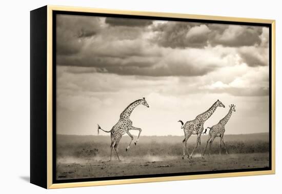 Jumping Giraffe-Ali Khataw-Framed Premier Image Canvas