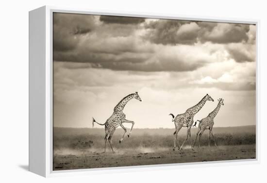 Jumping Giraffe-Ali Khataw-Framed Premier Image Canvas