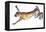 Jumping Hare-Lucy Willis-Framed Premier Image Canvas