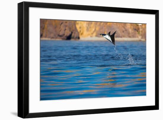 Jumping Mobula Ray. Gull Rock. Baja California, Sea of Cortez, Mexico.-Tom Norring-Framed Photographic Print