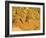 Jumping Mountain Bike, Rockville, Utah, USA-Chuck Haney-Framed Photographic Print