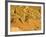 Jumping Mountain Bike, Rockville, Utah, USA-Chuck Haney-Framed Photographic Print