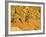 Jumping Mountain Bike, Rockville, Utah, USA-Chuck Haney-Framed Photographic Print