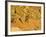 Jumping Mountain Bike, Rockville, Utah, USA-Chuck Haney-Framed Photographic Print