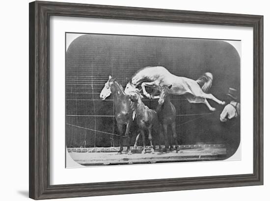 Jumping over Three Horses...Chestnut Horse Hornet-Eadweard Muybridge-Framed Giclee Print