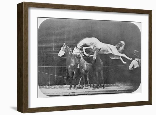 Jumping over Three Horses...Chestnut Horse Hornet-Eadweard Muybridge-Framed Giclee Print